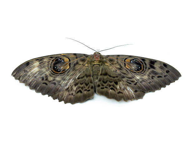 mariposa isolado a branco - saturn moth imagens e fotografias de stock