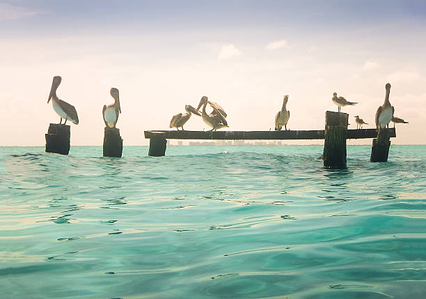 A photo of a group of pelicans perched on a pier in Isla Mujeres (Women Island) in Cancun, Mexico. The camera is on water surface level and the background is the horizon over water. The day is bright and partly cloudy.