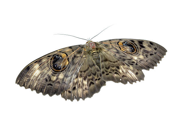 моль изолирован на белом - saturn moth стоковые фото и изображения