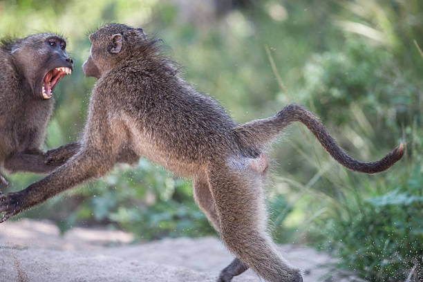 baboons kämpfen im krüger national park - kruger national park monkey baboon africa stock-fotos und bilder