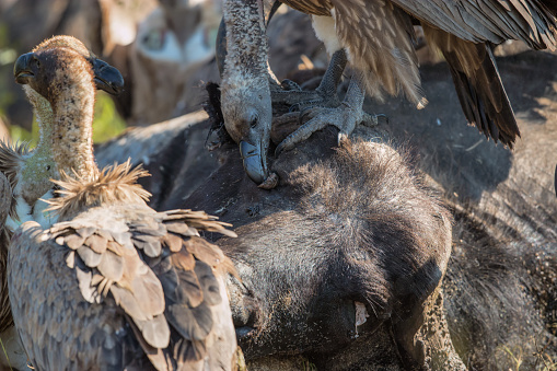 Vultures Feeding on a Buffalo Carcass in Kruger National Park