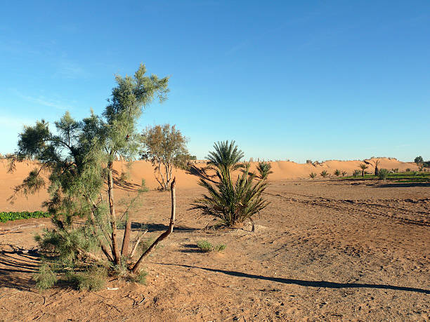istock Vegetation in a Saharan Garden 526233147