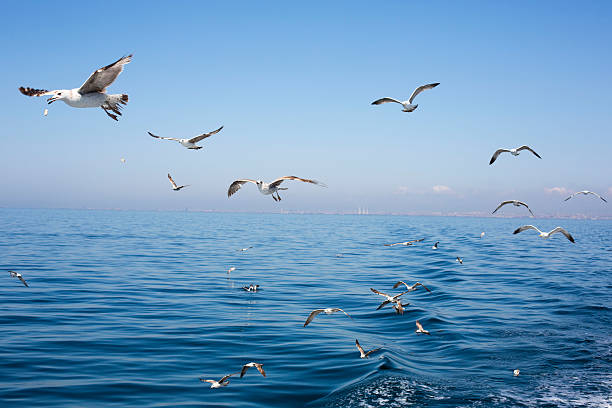 istock Seagulls. Sea of Marmara, Adalar 526233665
