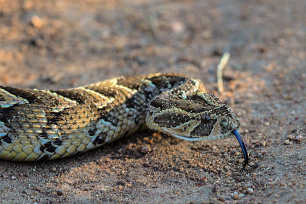 Puff Adder Slithers along the Road Puff Adder Slithers along the Road in Kruger National Park puff adder bitis arietans stock pictures, royalty-free photos & images