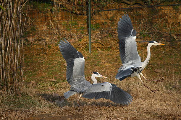 istock Beautiful specimen of gray heron 526235123