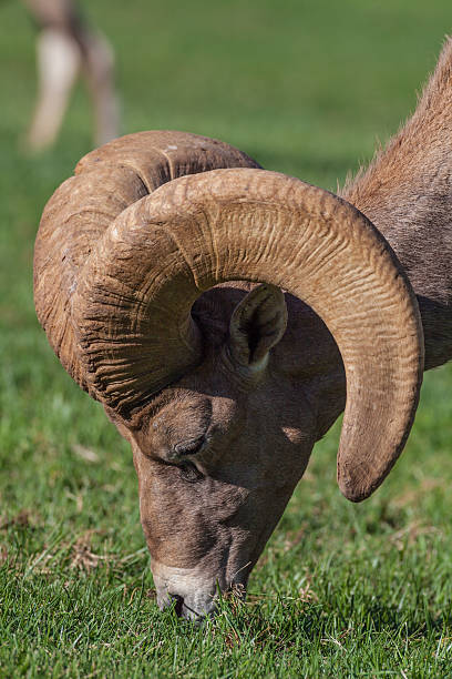 istock Desert Bighorn Sheep Ram Grazing 526235397