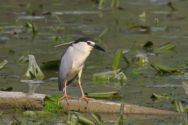 istock Beautiful specimen of Night Heron 526235795