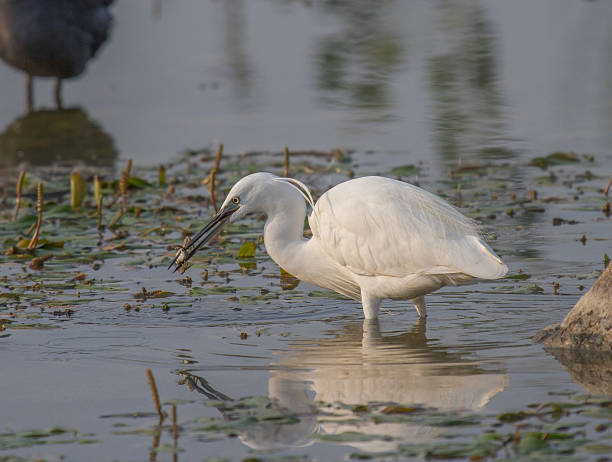 istock Beautiful specimen of Great White Egret 526235813