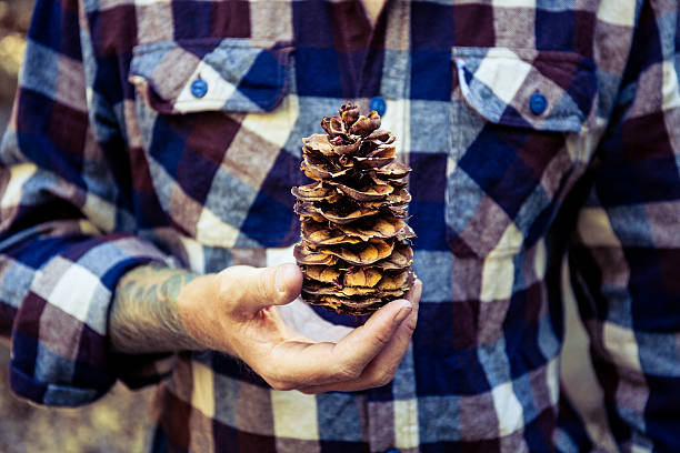 Man holding pinecone stock photo