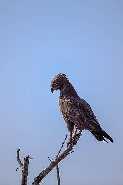 Brown Snake Eagle Perched in a Tree Brown Snake Eagle Perched in a Tree in Kruger National Park brown snake eagle stock pictures, royalty-free photos & images
