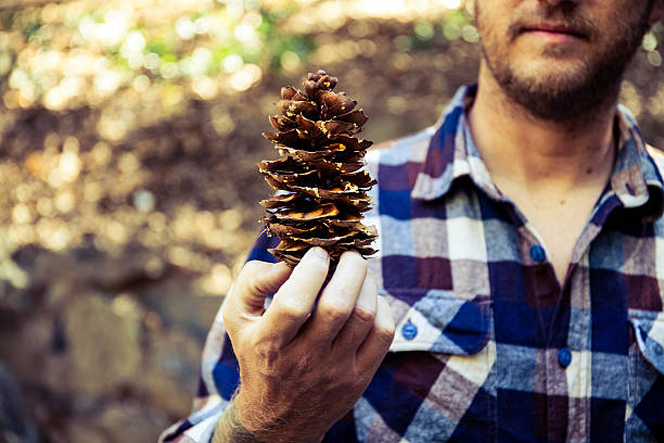 Man holding pinecone stock photo