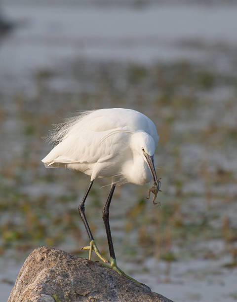 istock Beautiful specimen of Great White Egret 526236643