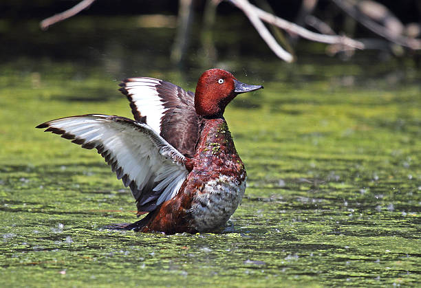 istock Beautiful specimen of duck 526236665