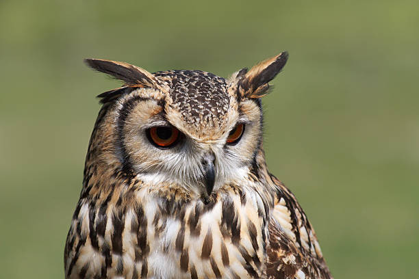 istock Beautiful specimen of owl 526237555