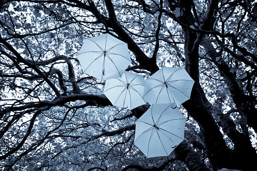 Umbrellas in black and white