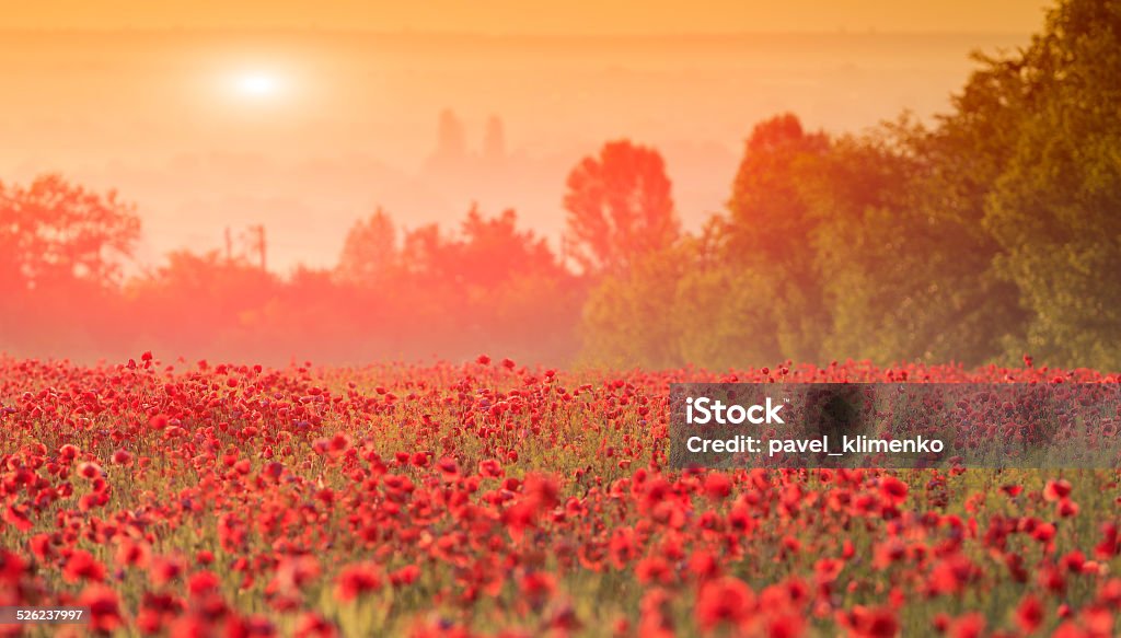 red poppy field red poppy field in morning mist Agriculture Stock Photo