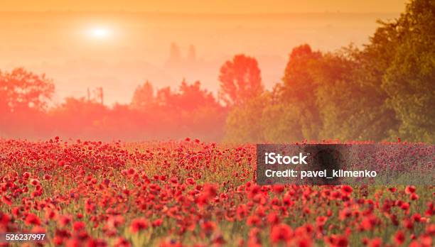 Red Poppy Field Stock Photo - Download Image Now - Agriculture, Backgrounds, Dreamlike