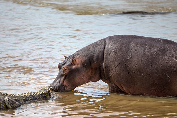 nilpferd geht bis zu einer gruppe von krokodilen - kruger national park hippopotamus animal mouth animal stock-fotos und bilder