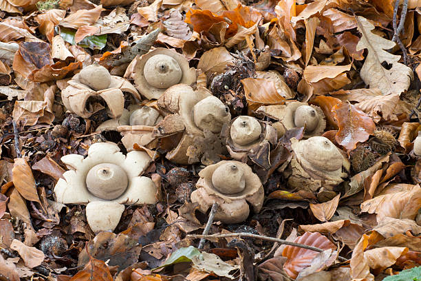 Collared earthstar (Geastrum triplex) Collared earthstar (Geastrum triplex) - the Netherlands earthstar mushroom stock pictures, royalty-free photos & images