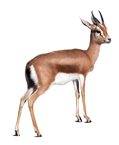 istock Dorcas gazelle.  Isolated over white background 526239939