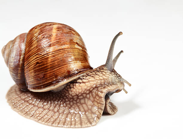 istock Side view of garden snail 526240389
