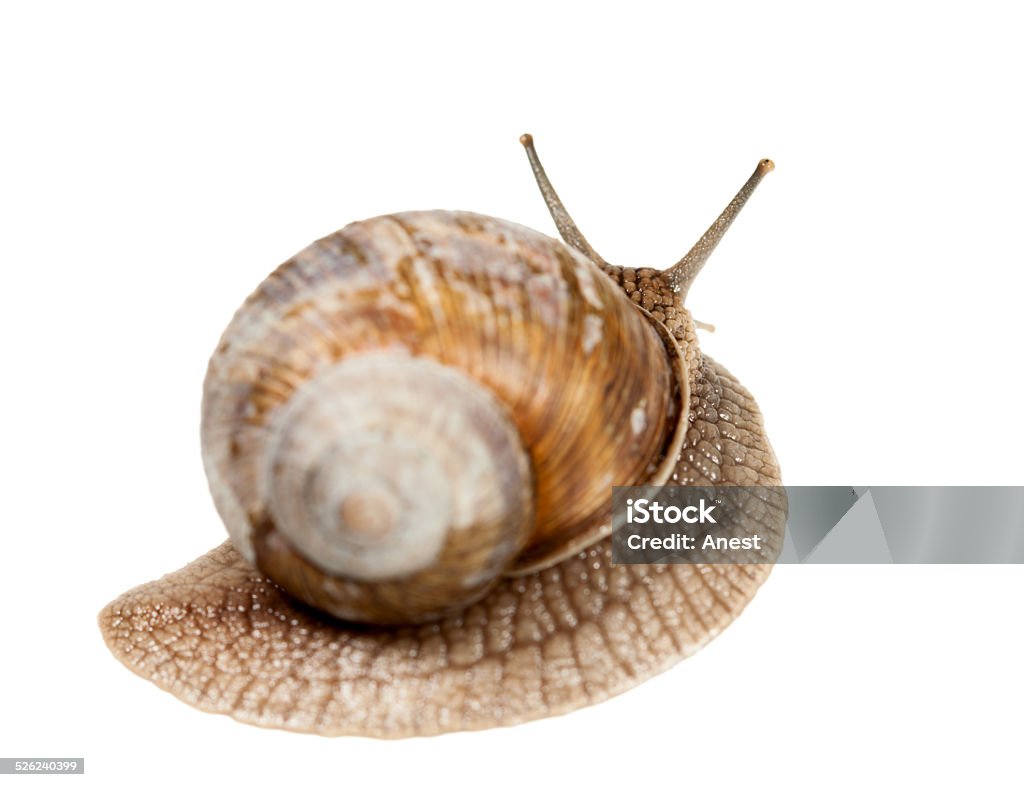 Snail rear view Close-up rear view of crawl garden snail (Helix pomatia) isolated on white background Animal Stock Photo