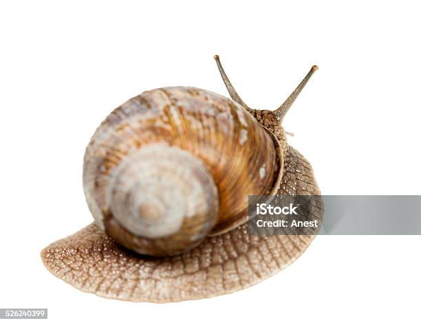 Snail Rear View Stock Photo - Download Image Now - Animal, Animal Antenna, Animal Body Part