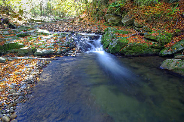 Falling Leaves. Fallen leaves in roaring mountain stream.