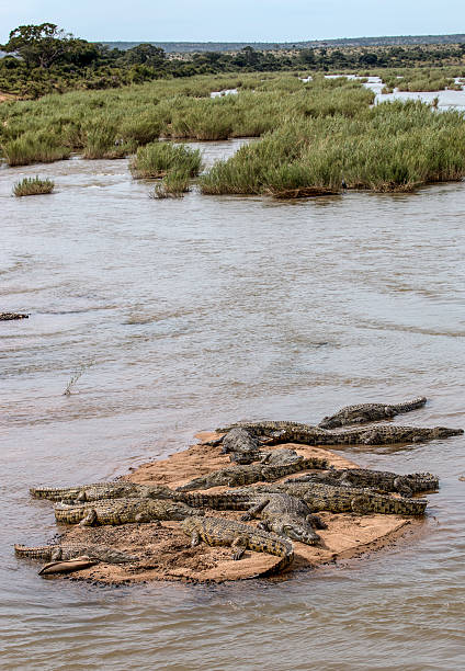 krokodile in der sonne im krüger national park - kruger national park hippopotamus animal mouth animal stock-fotos und bilder