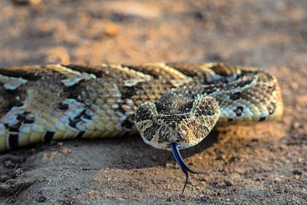Puff Adder Slithers along the Road Puff Adder Slithers along the Road in Kruger National Park snake photos stock pictures, royalty-free photos & images