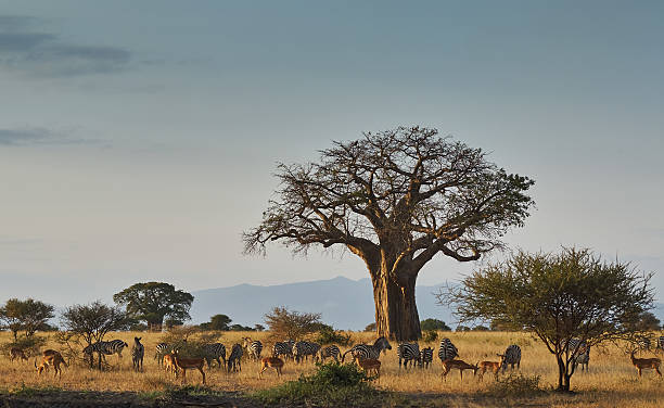 paysage africain avec des animaux - african baobab photos et images de collection