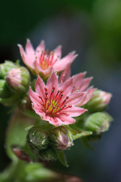 開花センペルビウムまたはハウスリーク、ピンク初夏の花 - liveforever ストックフォトと画像