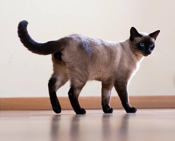 full length shot of  young  siamese cat full length shot of Standing young  siamese cat on wooden floor indoor siamese cat stock pictures, royalty-free photos & images