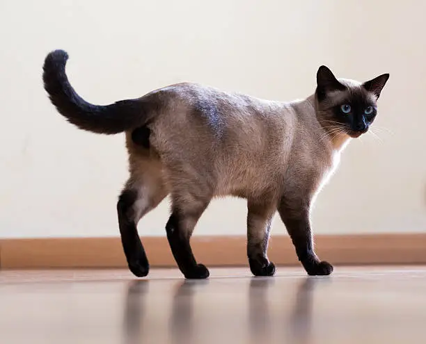 Photo of full length shot of  young  siamese cat