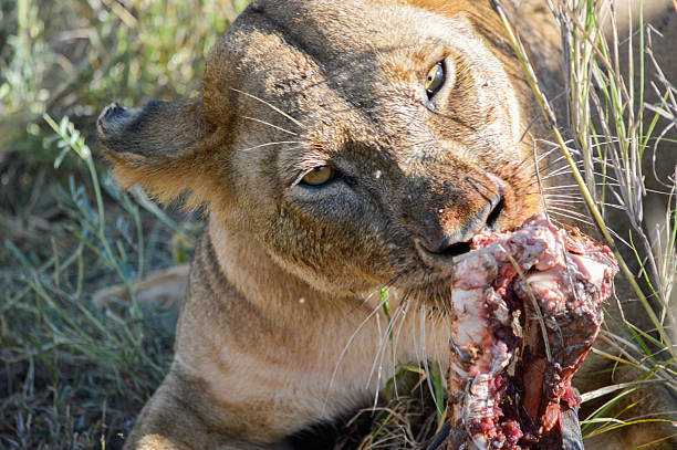 istock Lion eating Wilder beast Leg 526248009
