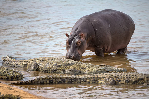 nilpferd geht bis zu einer gruppe von krokodilen - kruger national park national park southern africa africa stock-fotos und bilder