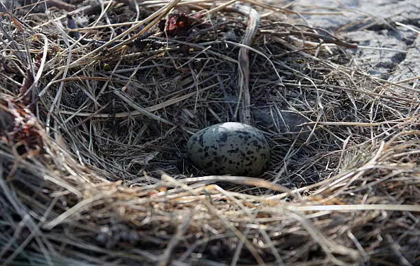 One Seagull egg in a nest on a rock in the sea of Okhotsk,  