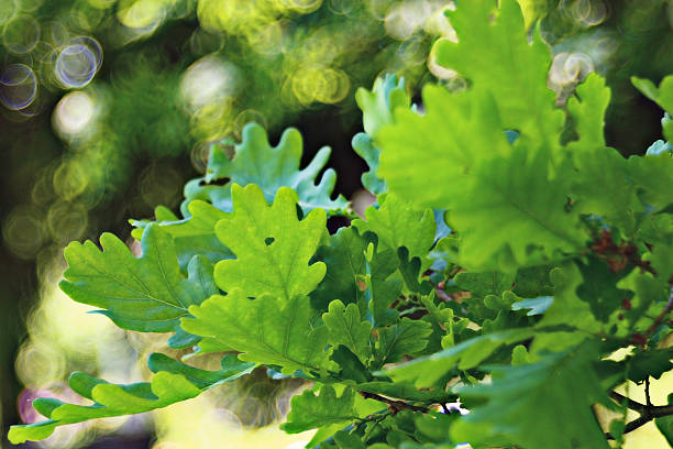 istock green oak leaves bokeh 526250429