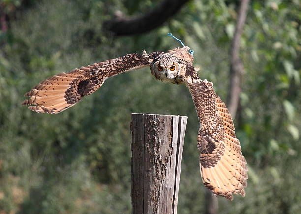 istock Beautiful specimen of owl 526250563