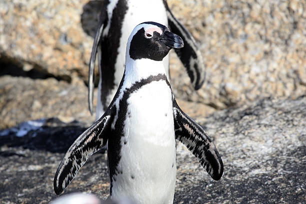 istock African penguin spread wings and looking at the camera 526251237