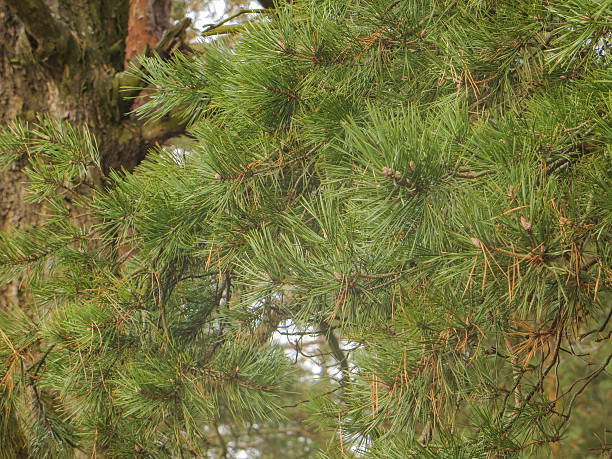 istock fresh needle leaves on pine branch 526251839