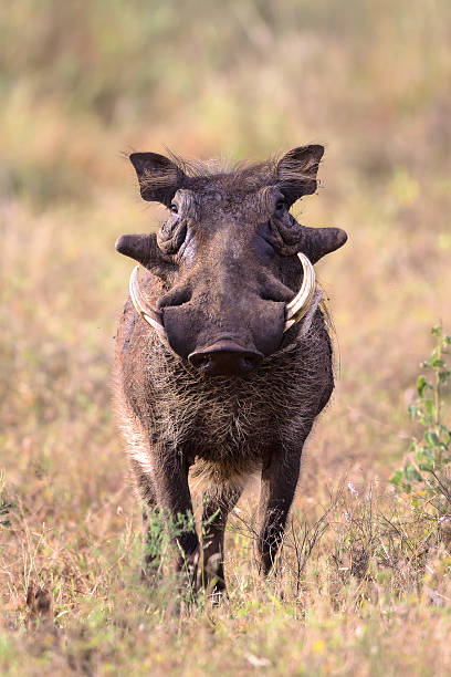 istock Portrait of a Warthog 526255327