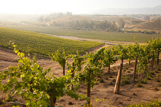 istock Beautiful Lush Grape Vineyard in The Morning Sun and Mist 526256145