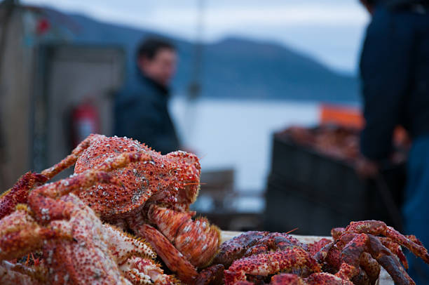 Fresh Caught Crab Fresh Caught Crab ushuaia stock pictures, royalty-free photos & images