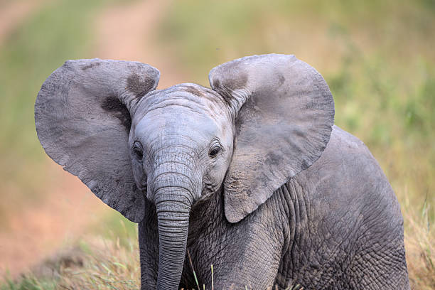 istock Cute Baby Elephant in Kruger National Park 526258071