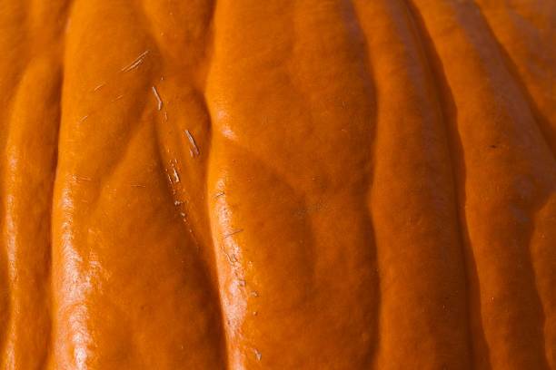 istock Close up Macro Detail Abstract Background Texture of a Pumpkin 526258145