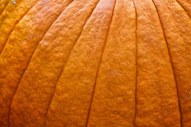 istock Close up Macro Detail Abstract Background Texture of a Pumpkin 526258545