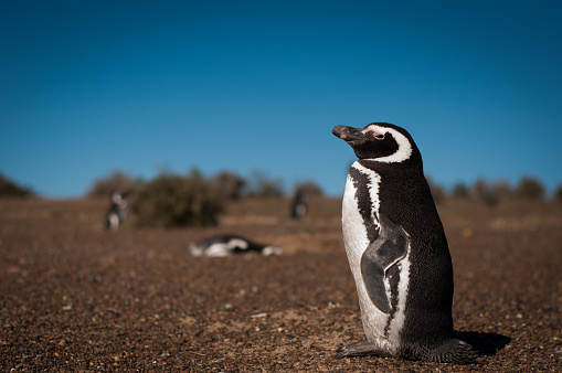 Pingüino magellanic photo