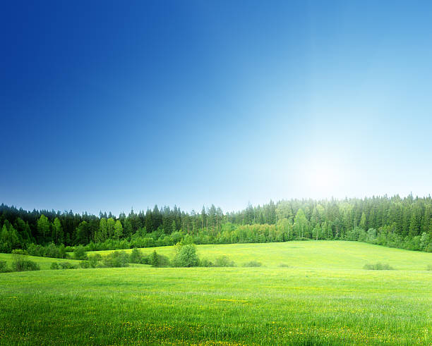 istock field of grass and perfect sky 526259551