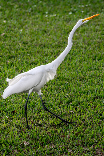 A white snowy egret running through the field in this South Florida neighborhood.  This bird is very common in The Everglades National Park and other parts of South and Central Florida.  They are tall majectic animals that try to avoid contact with people if possible.